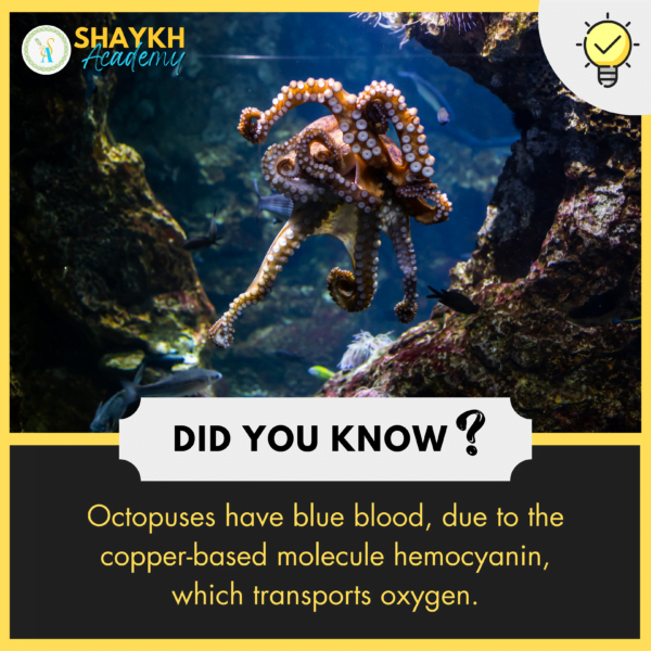 Did you Know? Octopuses have blue blood, due to the copper-based ...