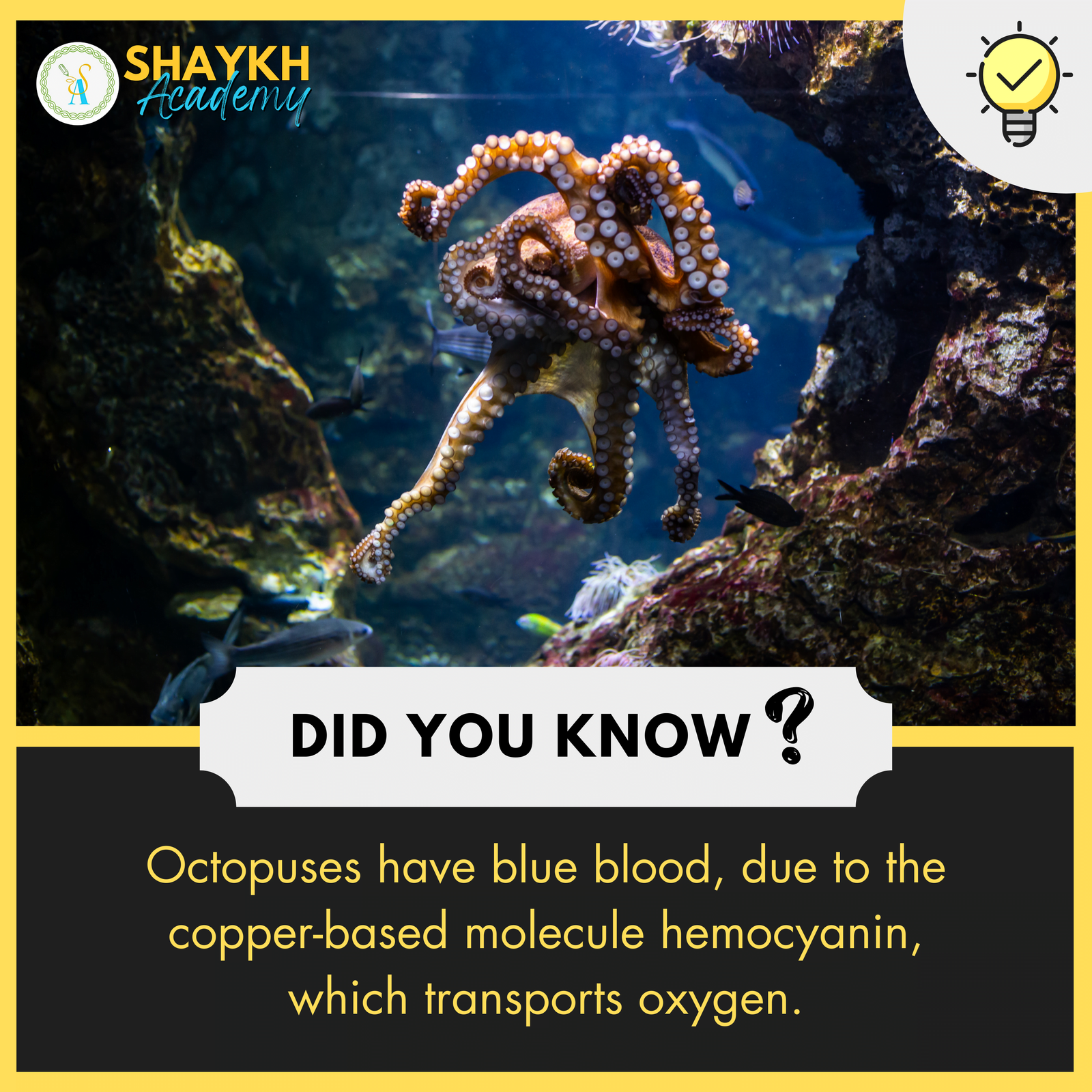 Octopuses have blue blood, due to the copper-based molecule hemocyanin, which transports oxygen.