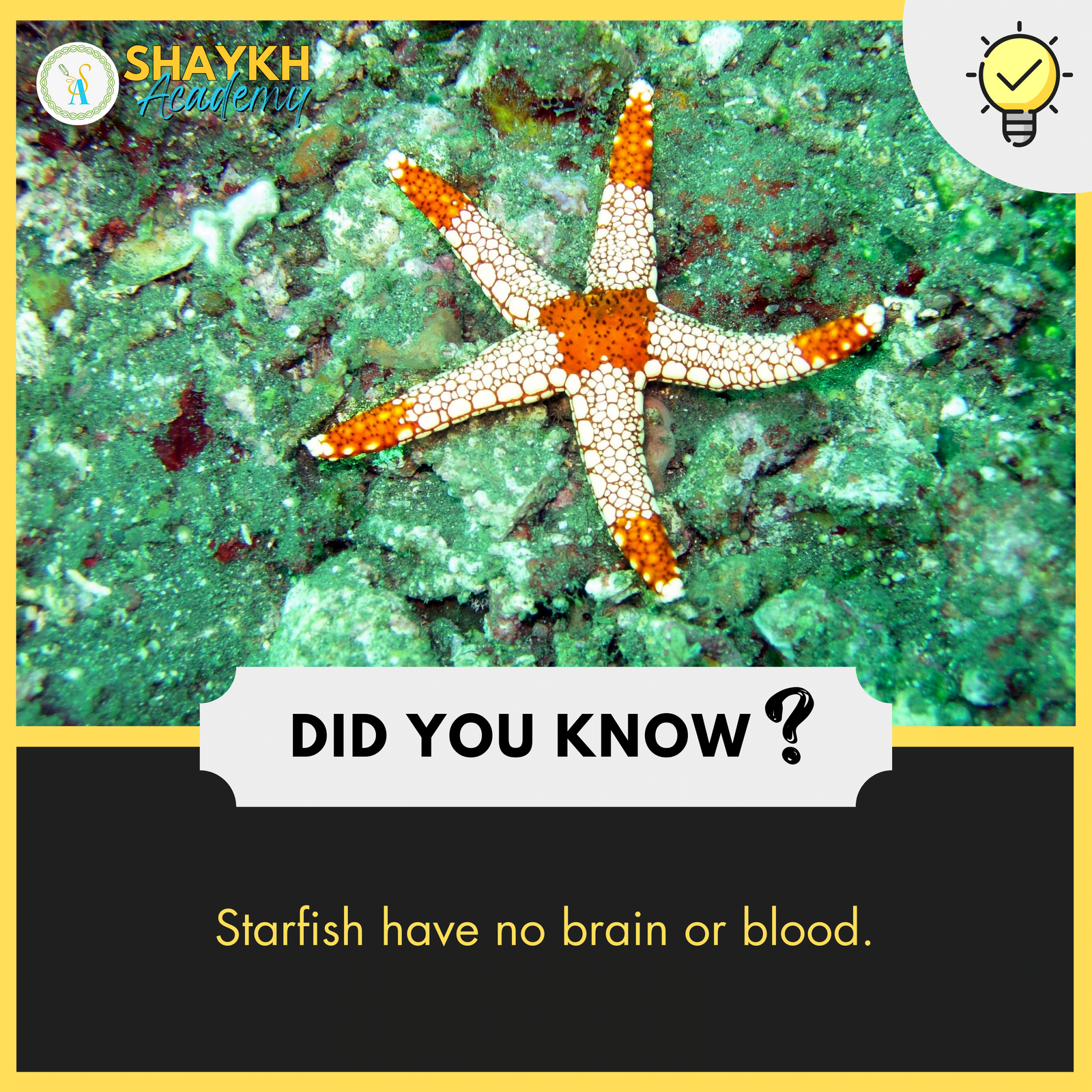 Starfish have no brain or blood.