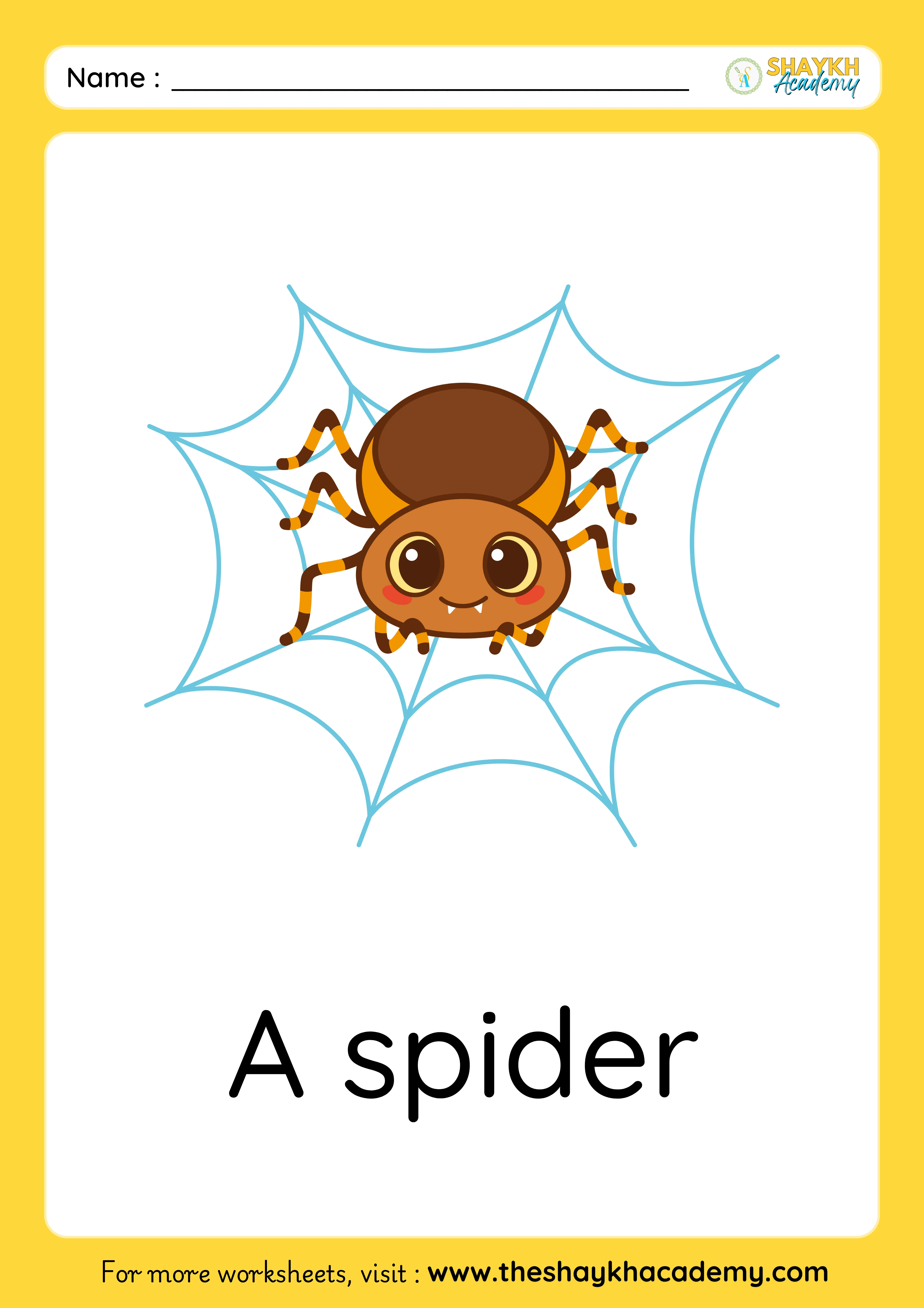 spider