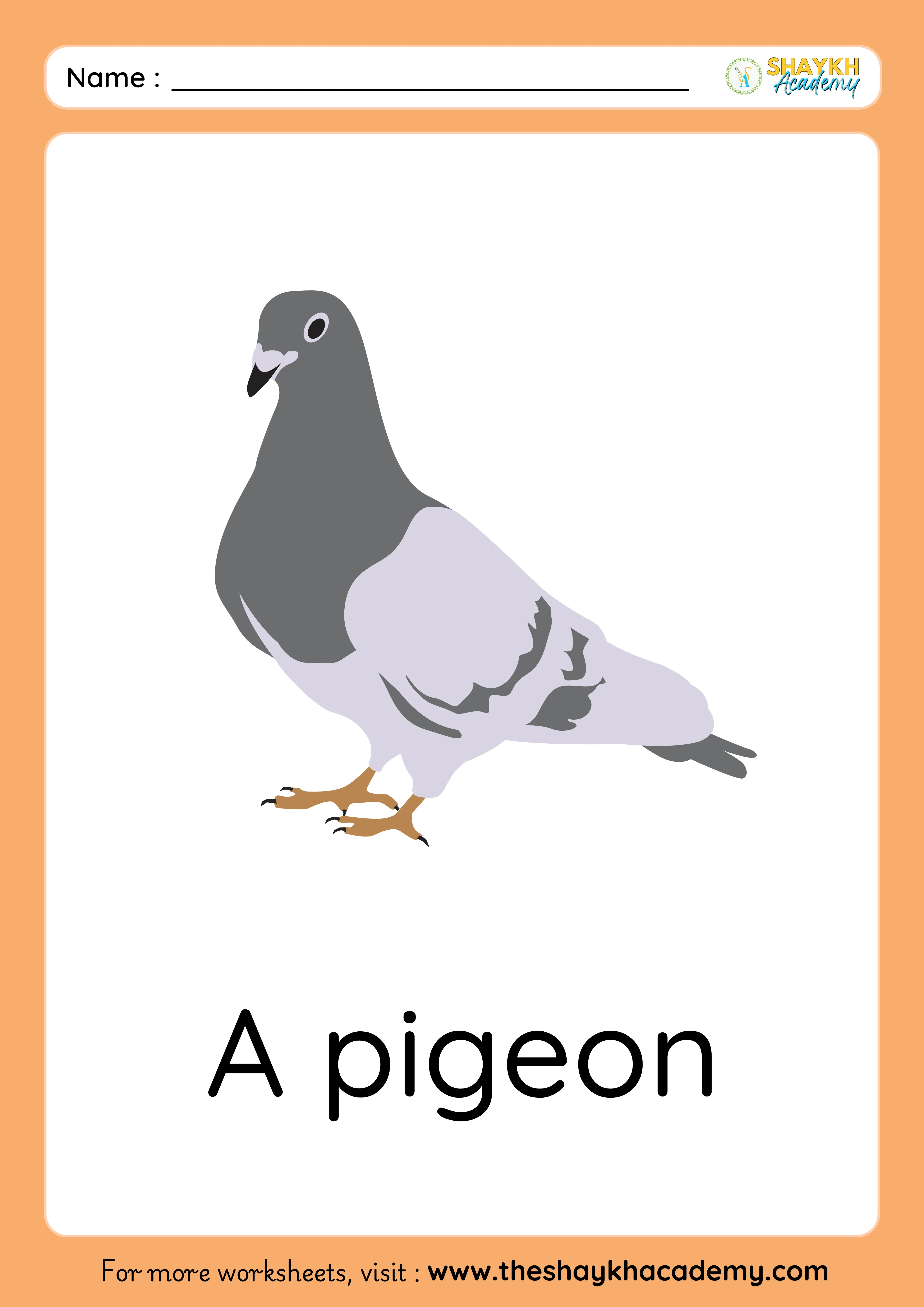 pigeon
