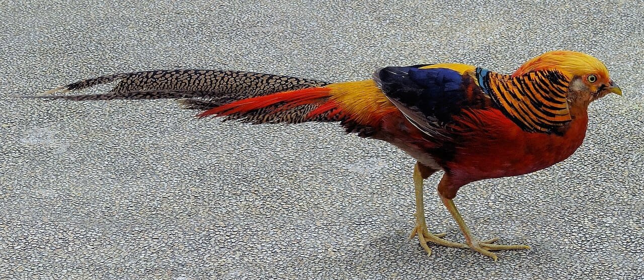 Golden Pheasant