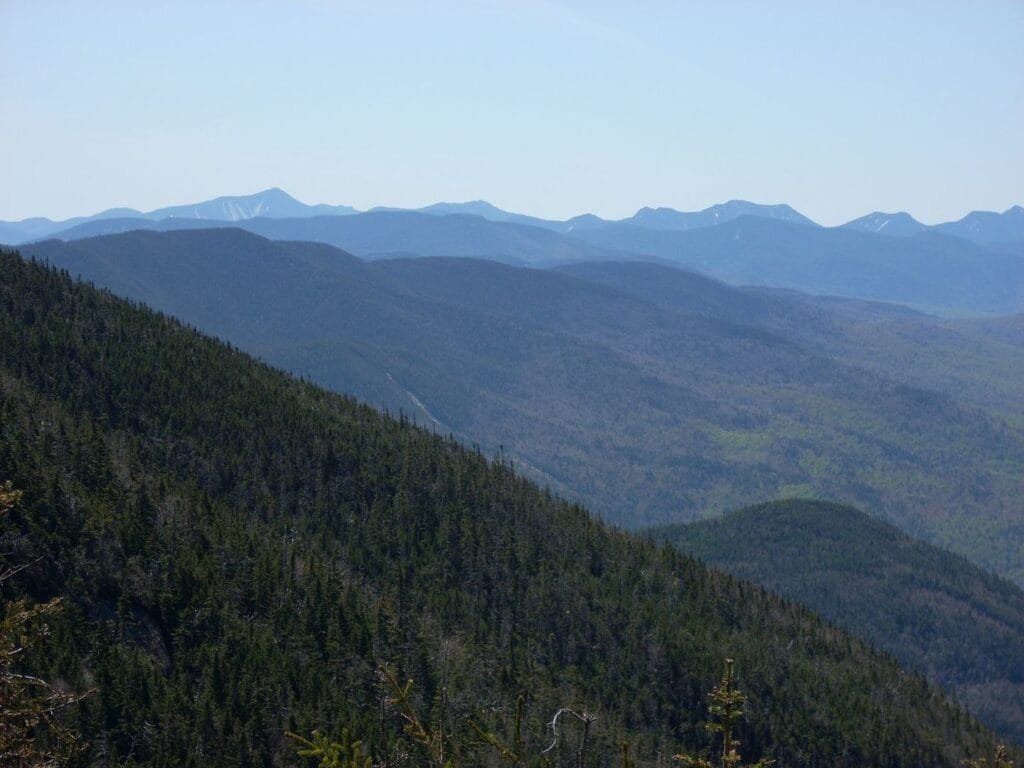 Taiga Forest