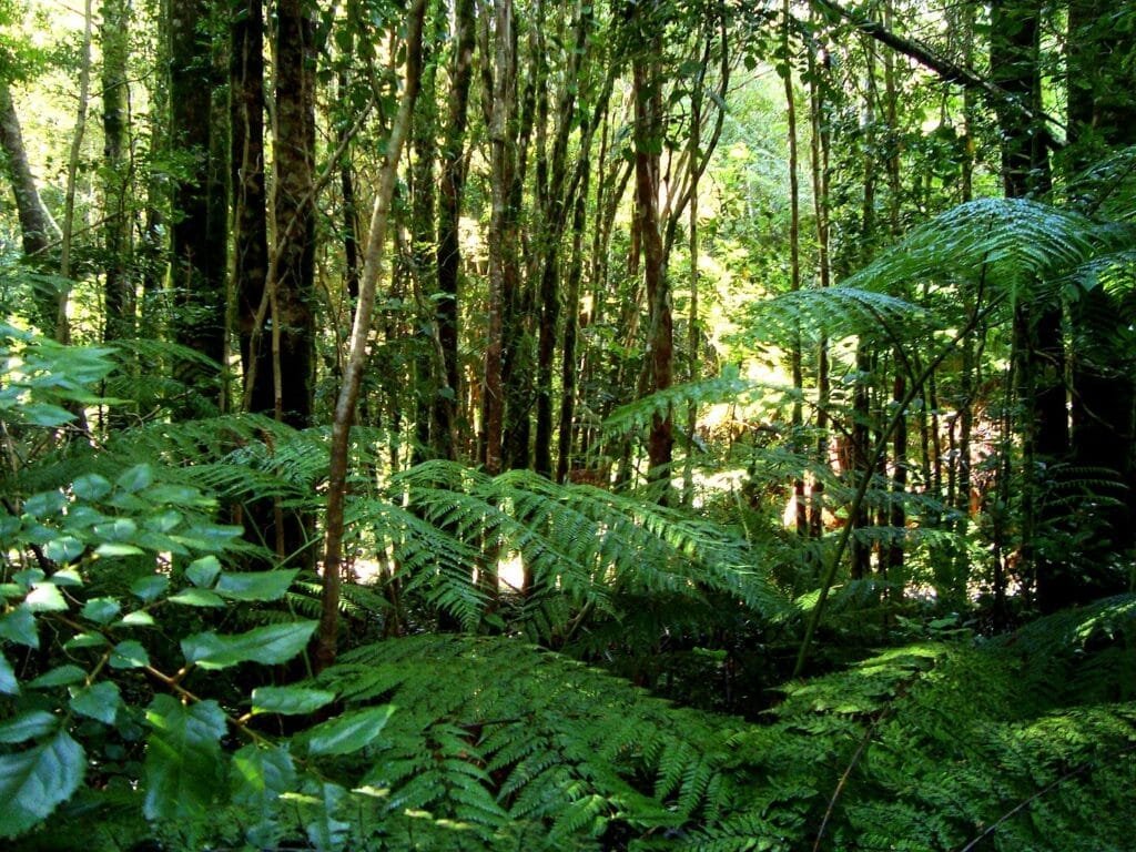 Valdivian Temperate Forest
