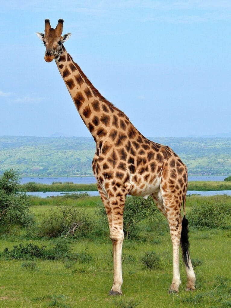 Giraffe