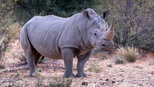 The Top 5 Largest Land Mammals in the World