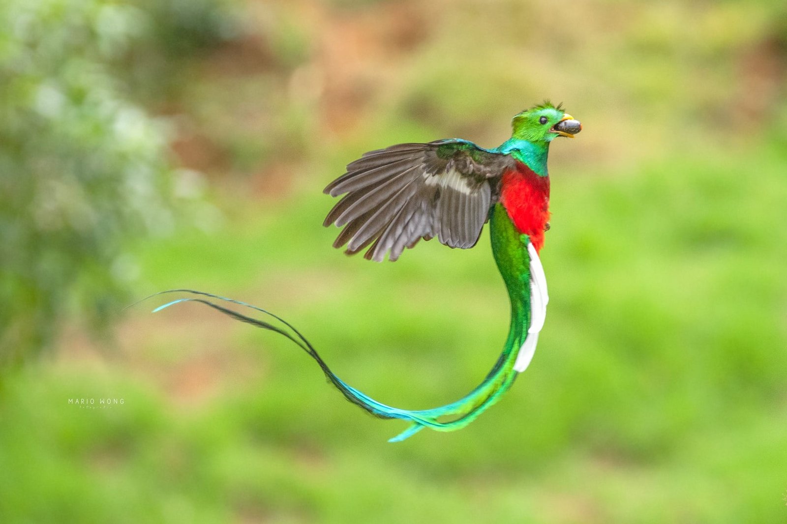 Quetzal