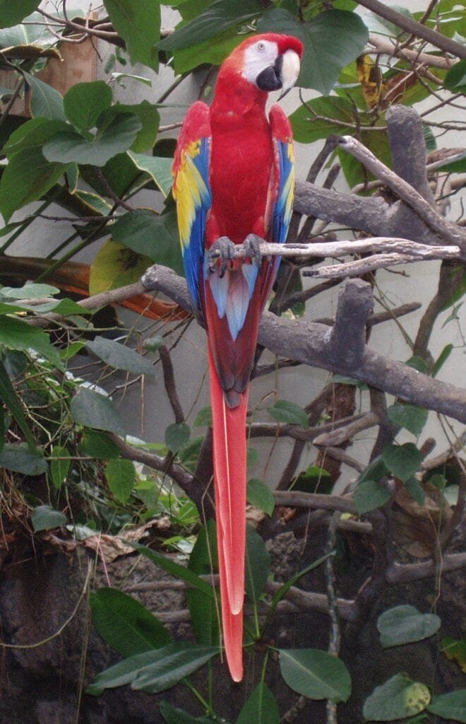 Scarlet Macaw