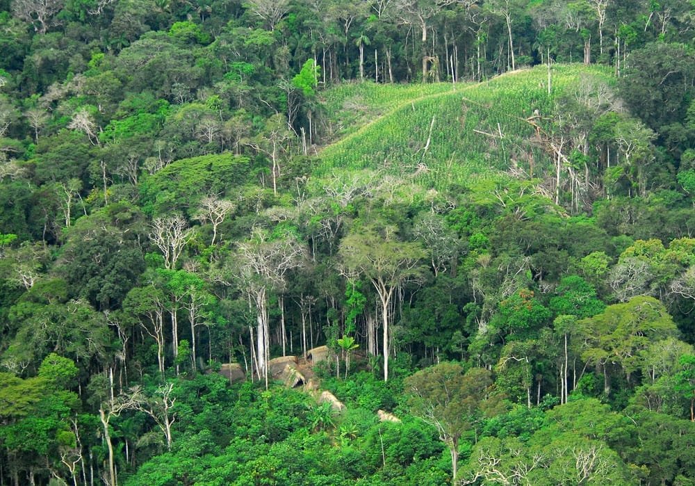 Amazon Rainforest