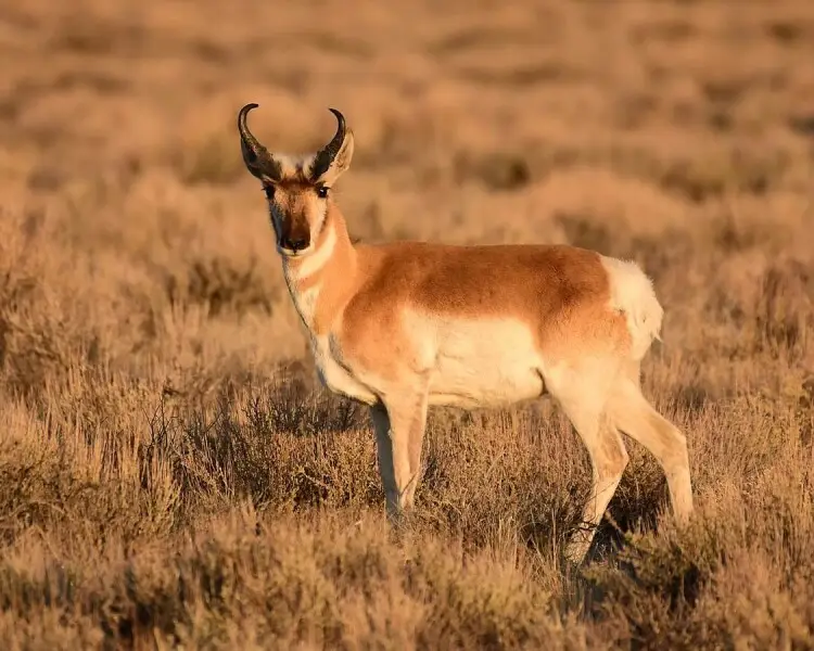 pronghorn