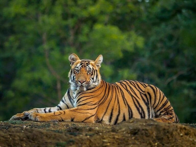 Our National Animal - Tiger