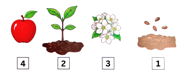 Lesson 4 – Our Green Companions
