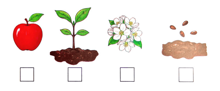 Lesson 4 – Our Green Companions