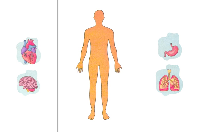 Lesson 2 – Our Body