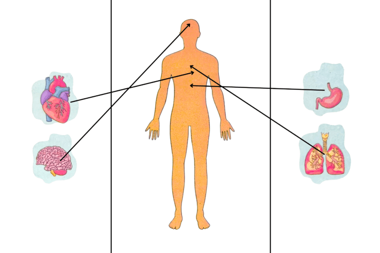 Lesson 2 – Our Body