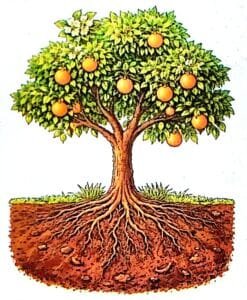Lesson 4 – Our Green Companions