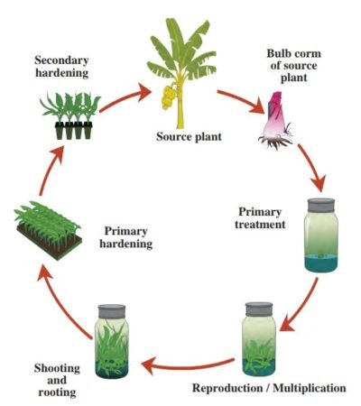Chapter 17 - Introduction to Biotechnology